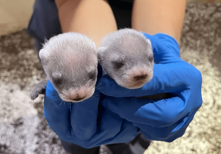 Cloned Ferret
