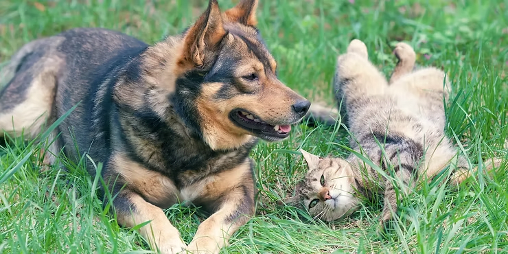 dog and cat